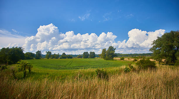 Just a photo of a golden fields in morning and evening time