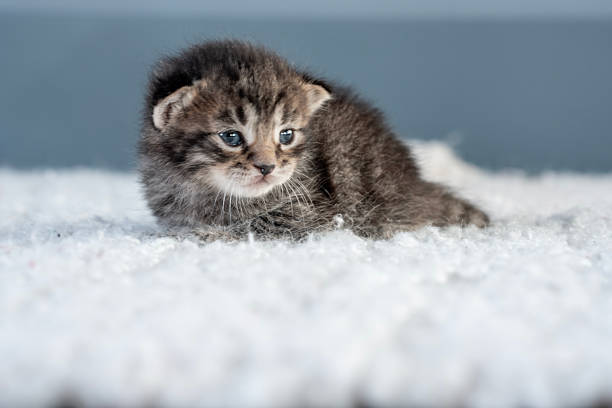A close-up of a small kitten lying on a white textured carpet, showcasing its adorable expression. A soft and heartwarming moment highlighting the innocence of young pets in a cozy setting.