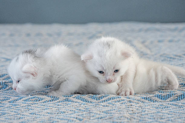 Cute newborn white kittens cuddling on a soft, patterned surface. The serene composition captures their small and fluffy appearance. Ideal image for themes of pets, innocence, comfort, and playful joy.