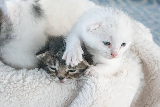 Two cute tabby kittens is sleeping on white soft fur blanket.