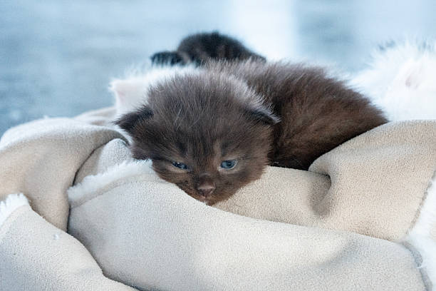Fluffy young kitten with brown fur lying on a cozy beige blanket, looking relaxed and content. Perfect depiction of cute and peaceful moments in the life of a little pet.