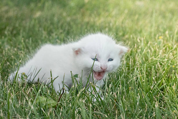 Small white kitten with expressive eyes and open mouth meowing on a lush grassy field during daylight, conveying innocence and curiosity in a natural outdoor setting.