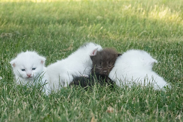 A group of newborn kittens relax together on a grassy field during daytime, showcasing their cuteness and charm in a natural outdoor setting.