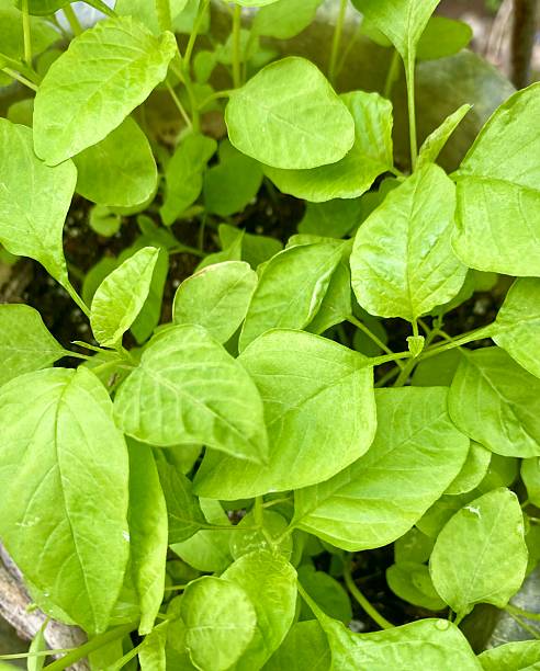 istock A group of spinach plants growing together 2225457686
