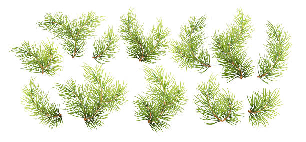 istock Vector Illustration Background of Realistic Green Pine Branches on a White Surface Depicting Forest Foliage and Holiday Themes 2225458439