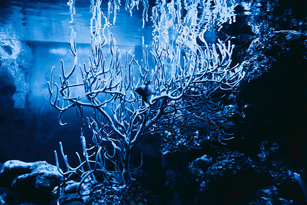 Green sea anemone with straightened tentacles, Sea predatory animal