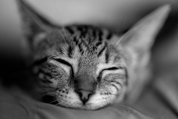istock black and white photo of a sleeping small cat 2225463500