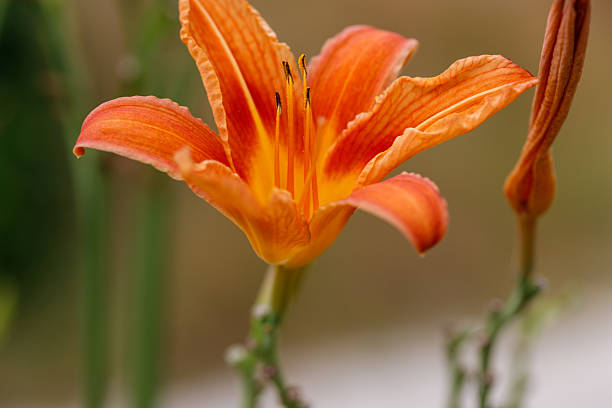Orange Lily Blossom with Bud
