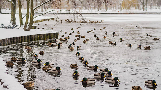Ducks Swim Peacefully in a Snowy Park During Winter in a Serene Setting