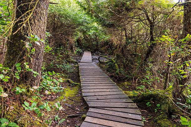 istock Wooden Pathway Through Lush Forest On Vancouver Island, Canada 2225469169
