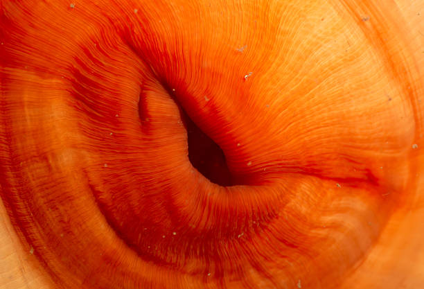 Detailed view of a striking orange coral underwater, showcasing intricate textures and vivid colors, embodying the beauty of marine biodiversity found in aquatic habitats.