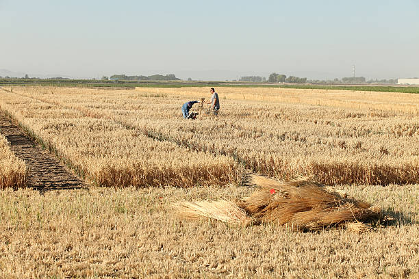 Burley, Idaho, USA - Aug. 2, 2013: Agricultural scientists collting barley samples in the field for later testing in the lab.