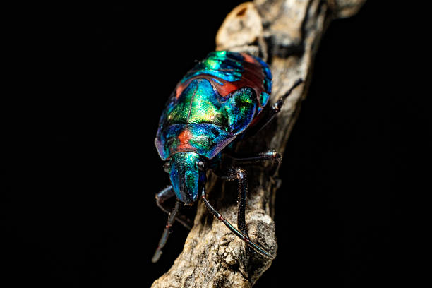 This striking macro photo captures a cotton harlequin beetle (Tectocoris diophthalmus) adult with a patterned shell resting on a stick.