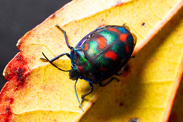istock A multicoloured cotton harlequin beetle with a bright carapace clambers over a bright autumn orange leaf 2225471523