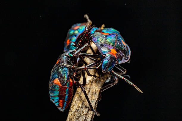 Couple of fire bug insect animal close-up