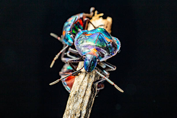 Macro photography of the rhinoceros beetle. All anatomical features of the rhinoceros beetle are visible. Its shape, shiny shell and distinctive horn are shown in detail.