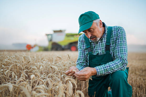istock Farmer examining wheat quality during harvesting. 2225472756
