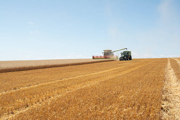 istock Scale of Combine harvesting wheat in agriculture fields. 2225472769