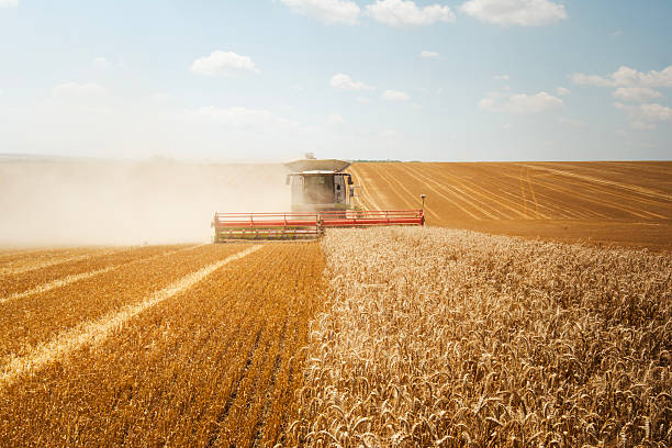 istock Front view of Combine harvesting wheat. 2225472773