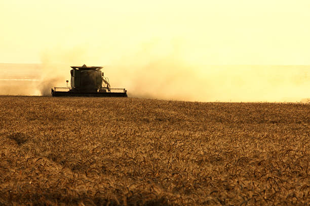 Idaho Falls, Idaho, USA - Aug. 2. 2016: A silhouetted combine creates a dust cloud while harvesting a ripe wheat field at sunset in the fertile farm fields of Idaho.