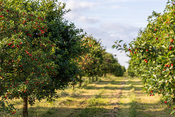 istock Fresh ripe sour cherry hanging on cherry tree 2225479099