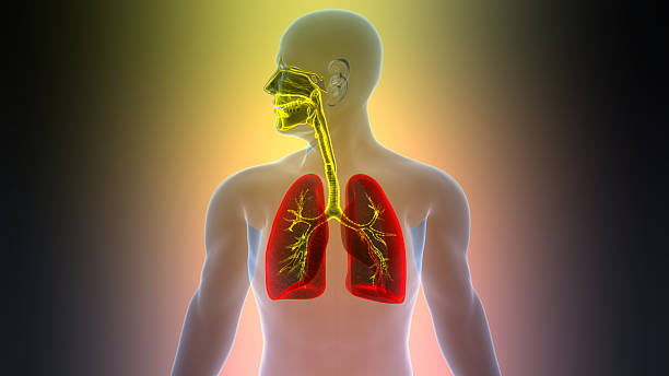 istock Human Respiratory System Lungs Anatomy 2225479661