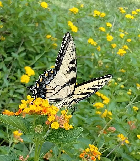 istock Eastern Tiger Swallowtail Butterfly with Lantana Plant 2225479722