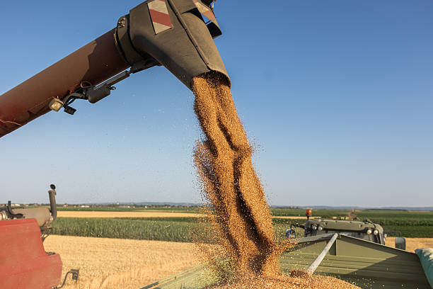 istock Combine harvesters transferring freshly harvested wheat to tractor-trailer 2225479731