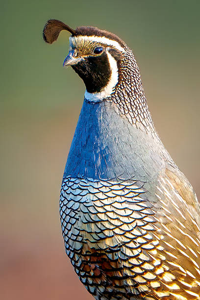 California Quail looking left