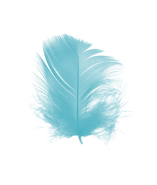 istock Beautiful feather color green turquoise isolated on white background 2225484500
