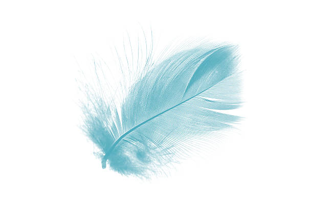 istock Beautiful feather color green turquoise isolated on white background 2225484503