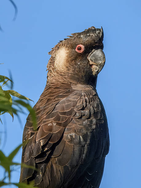 istock Carnaby's Black-Cockatoo (Zanda latirostris) in Australia 2225485907