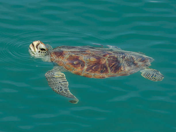 istock Green Sea Turtle (Chelonia mydas) in Australia 2225486015