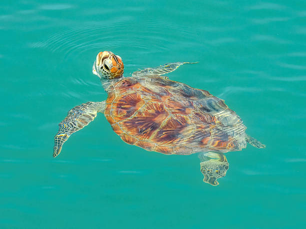 istock Green Sea Turtle (Chelonia mydas) in Australia 2225486065
