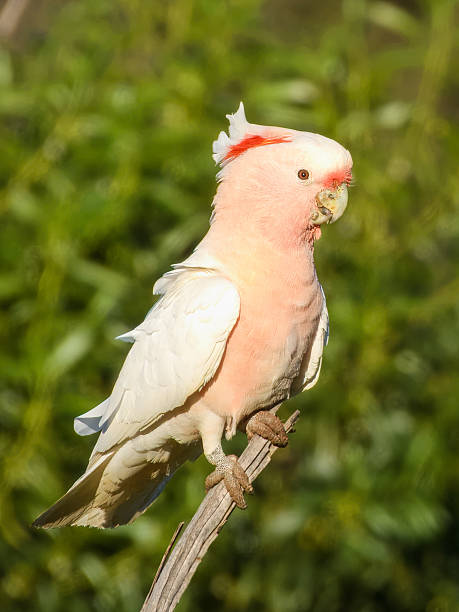 istock Pink Cockatoo (Cacatua leadbeateri) in Australia 2225486145