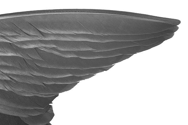 Close-up and full frame feathers of a  Cochin Rooster.