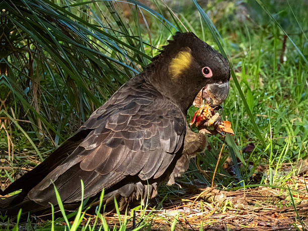 istock Yellow-tailed Black Cockatoo (Calyptorhynchus funereus) in Australia 2225487858