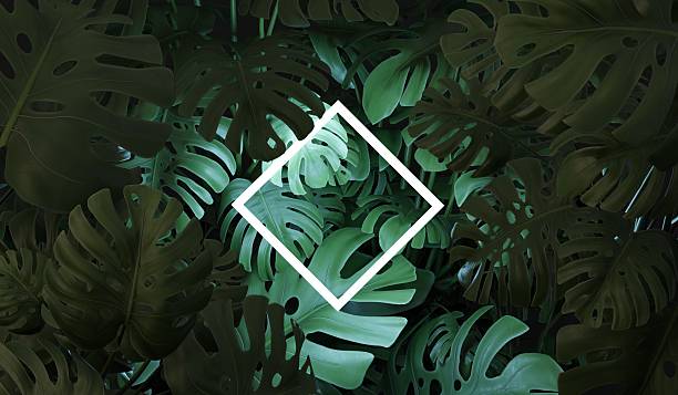 istock Square frame, neon, lights, leaves, fern, abstract background, 3D illustration 2225494280