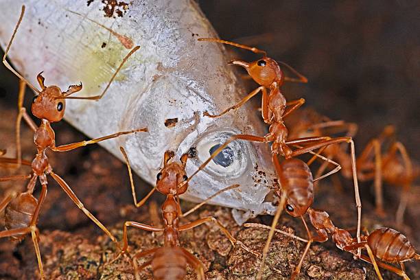 istock Ant dragging Fish to nest -animal behavior. 2225495505