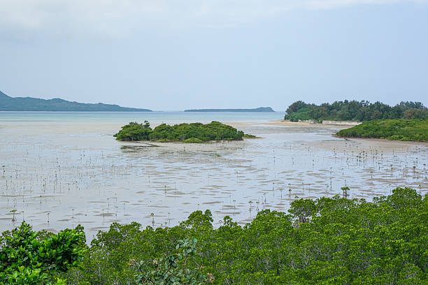 istock Mangrove forests of Kohama Island 2225498683