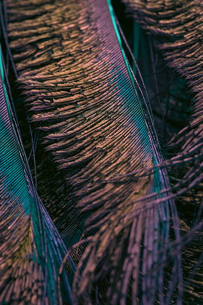 istock Closeup of bird colourful feathers. 2225499552