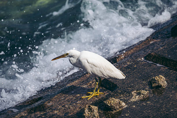 Pacific Reef Heron（Egretta sacra）stand in rock