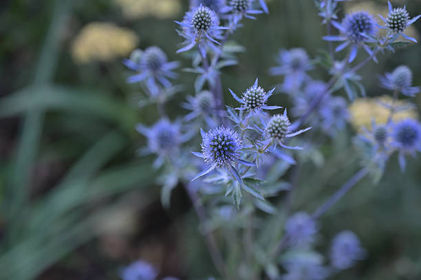 istock wild flowers, meadow, summer, close-up 2225500449