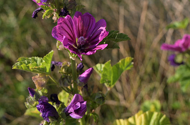 istock wild flowers, meadow, summer, close-up 2225500531