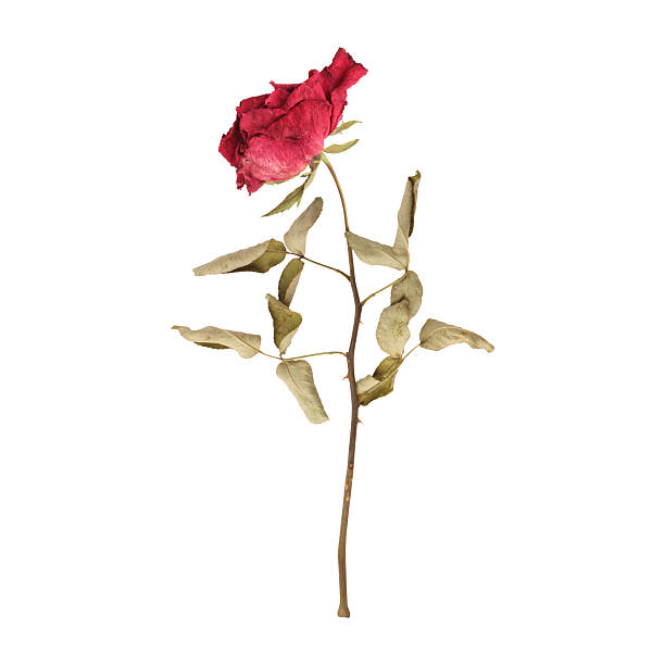 istock Close up a beautiful dry dead rose flower stem 2225501467