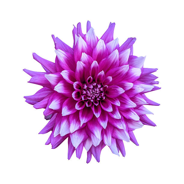 istock Close up a beautiful pink dahlia flower isolated 2225502985