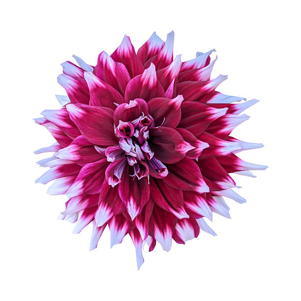istock Close up a beautiful pink dahlia flower isolated 2225502986