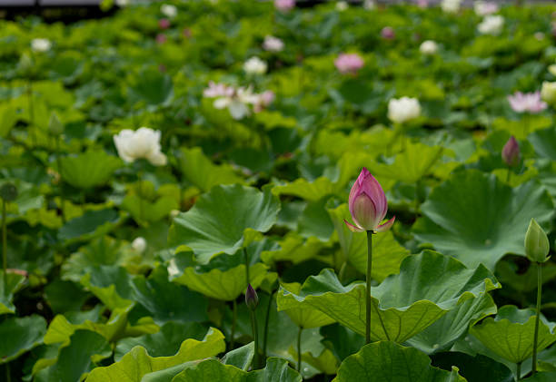 istock Pink Lotus Blooming in Summer Sunlight 2225503295