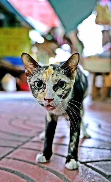 istock A Kitten in Market Alley. 2225505378