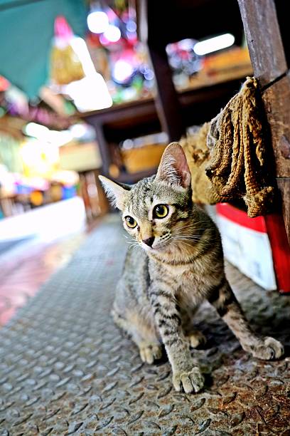 istock A Kitten in Market Alley. 2225505500